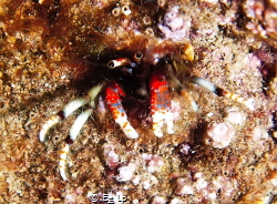 Calcinus tubularis (sedentary hermit crab). (f/8, 1/80, I... by E&e Lp 